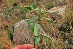Physalis pumila hispida