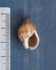 Nassarius sufflatus