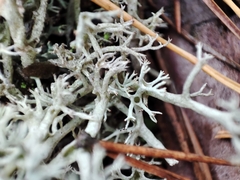 Cladonia arbuscula mitis