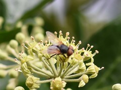 Phasia aurigera
