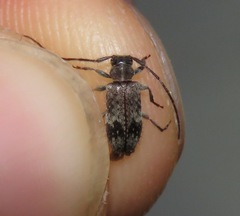 Exocentrus adspersus