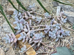 Sedum craigii