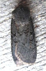 Euxoa velleripennis