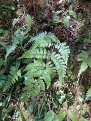 Cornopteris banajaoensis