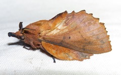 Gastropacha quercifolia