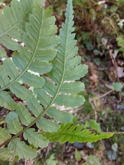 Cornopteris banajaoensis