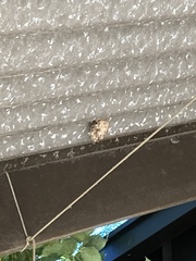 Mischocyttarus mexicanus