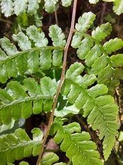 Cornopteris banajaoensis