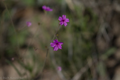 Boerhavia linearifolia