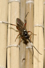 Apaeleticus bellicosus