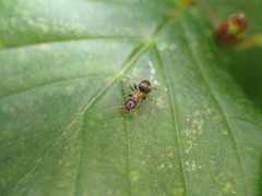 Lasius emarginatus