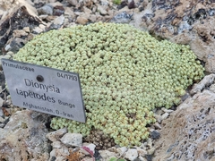 Dionysia tapetodes
