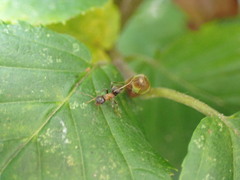 Lasius emarginatus