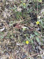 Tribulus terrestris