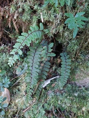 Athyrium nakanoi