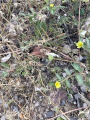 Tribulus terrestris
