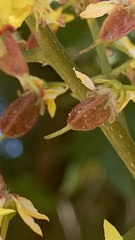 Koelreuteria paniculata