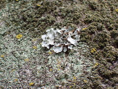 Parmotrema austrosinense