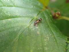 Lasius emarginatus