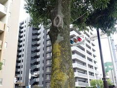 Parmotrema austrosinense