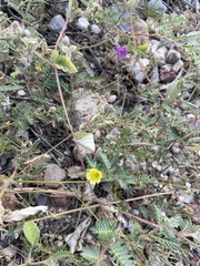 Tribulus terrestris