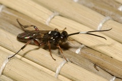 Apaeleticus bellicosus