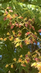 Koelreuteria paniculata