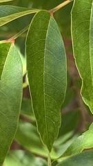 Koelreuteria paniculata
