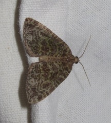 Hydriomena furcata
