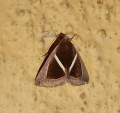 Chalciope mygdon