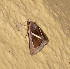 Chalciope mygdon