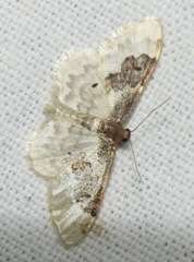 Idaea rusticata
