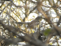 Stigmatura budytoides