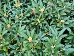 Rhododendron yakushimanum