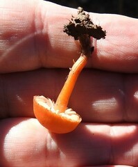 Hygrocybe conica