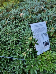 Rhododendron yakushimanum