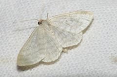 Idaea subsericeata