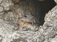 Tropidurus