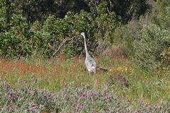 Ardea cinerea cinerea