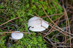 Hygrophorus chrysodon