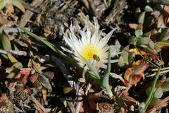 Lampranthus