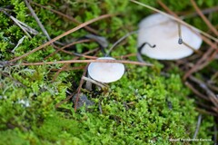 Hygrophorus chrysodon