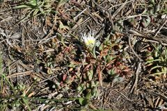 Lampranthus