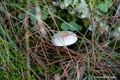 Umbilicus rupestris
