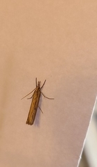 Pyraloidea