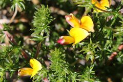 Aspalathus retroflexa retroflexa