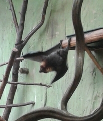 Pteropus rodricensis