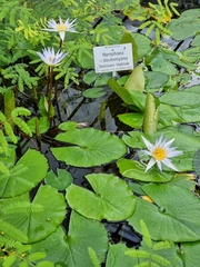 Nymphaea × daubenyana