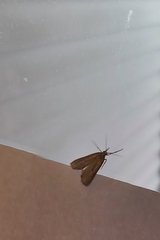 Pyraloidea
