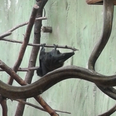 Pteropus rodricensis